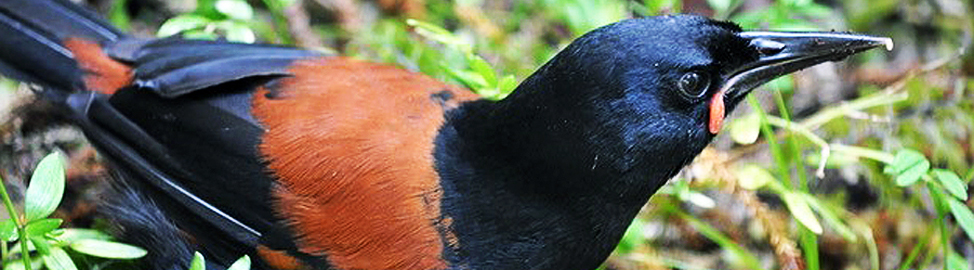 Beaks and Feathers